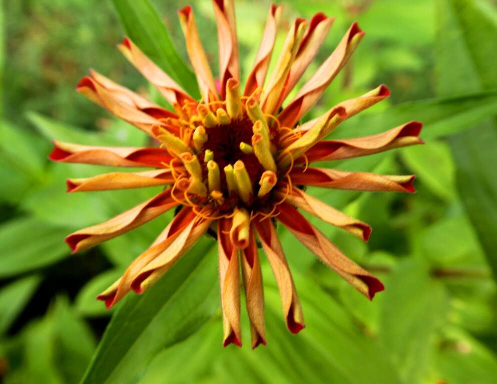 Image of ELEGANT ZINNIA