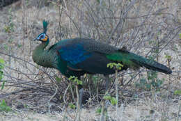 Image of Green Peafowl