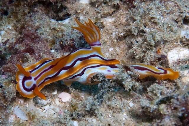 Image of Hypselodoris regina Ev. Marcus & Er. Marcus 1970