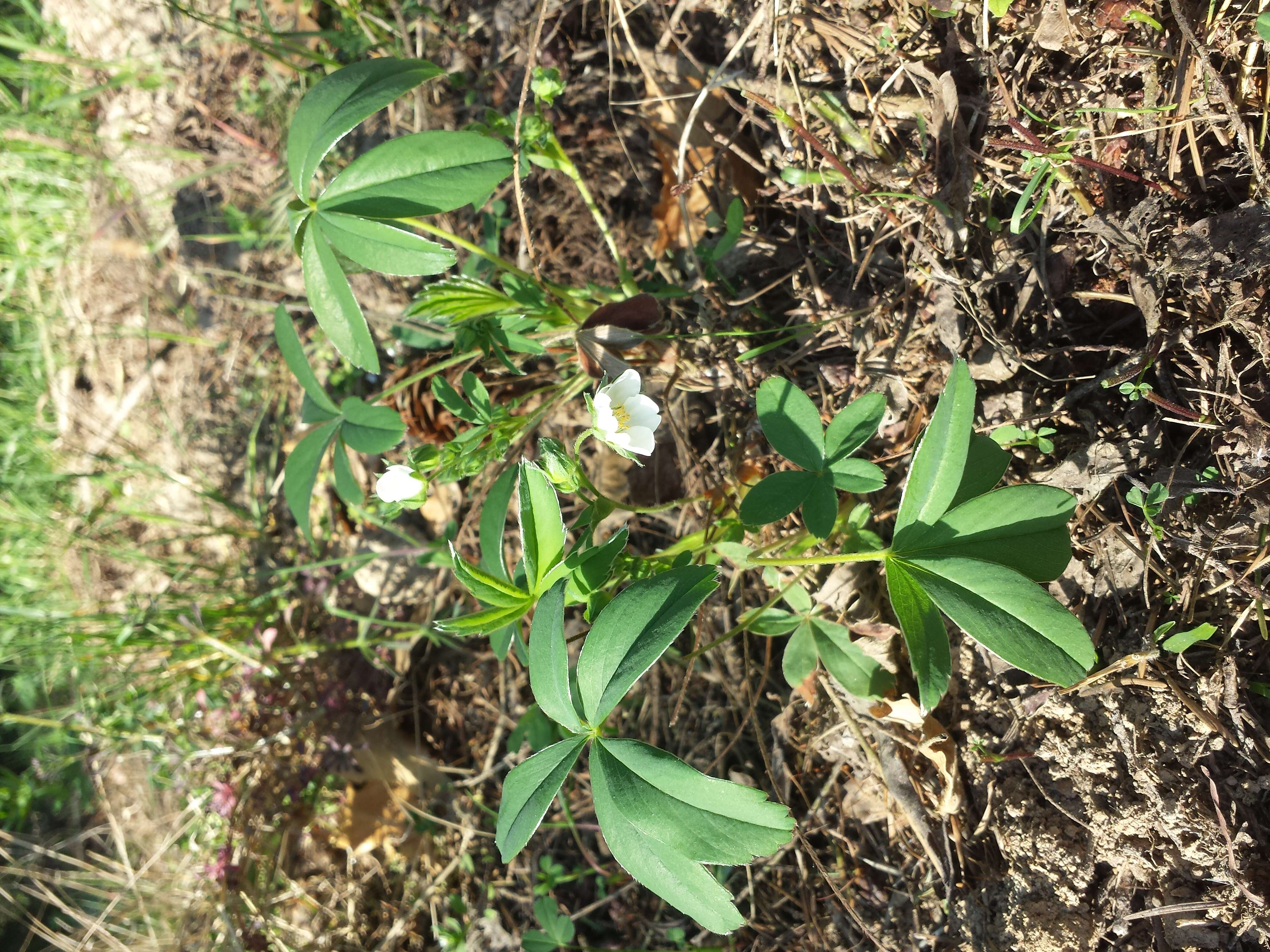 Image of White Cinquefoil