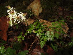 Image of Coptis japonica (Thunb.) Makino