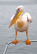 Image of Great White Pelican