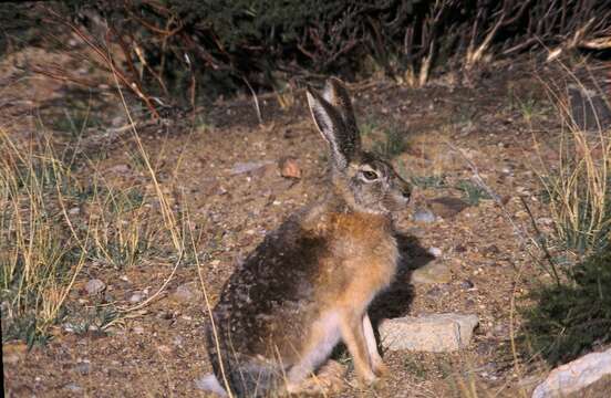 Lepus tibetanus Waterhouse 1841 resmi