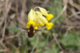 Image of Dotted bee-fly