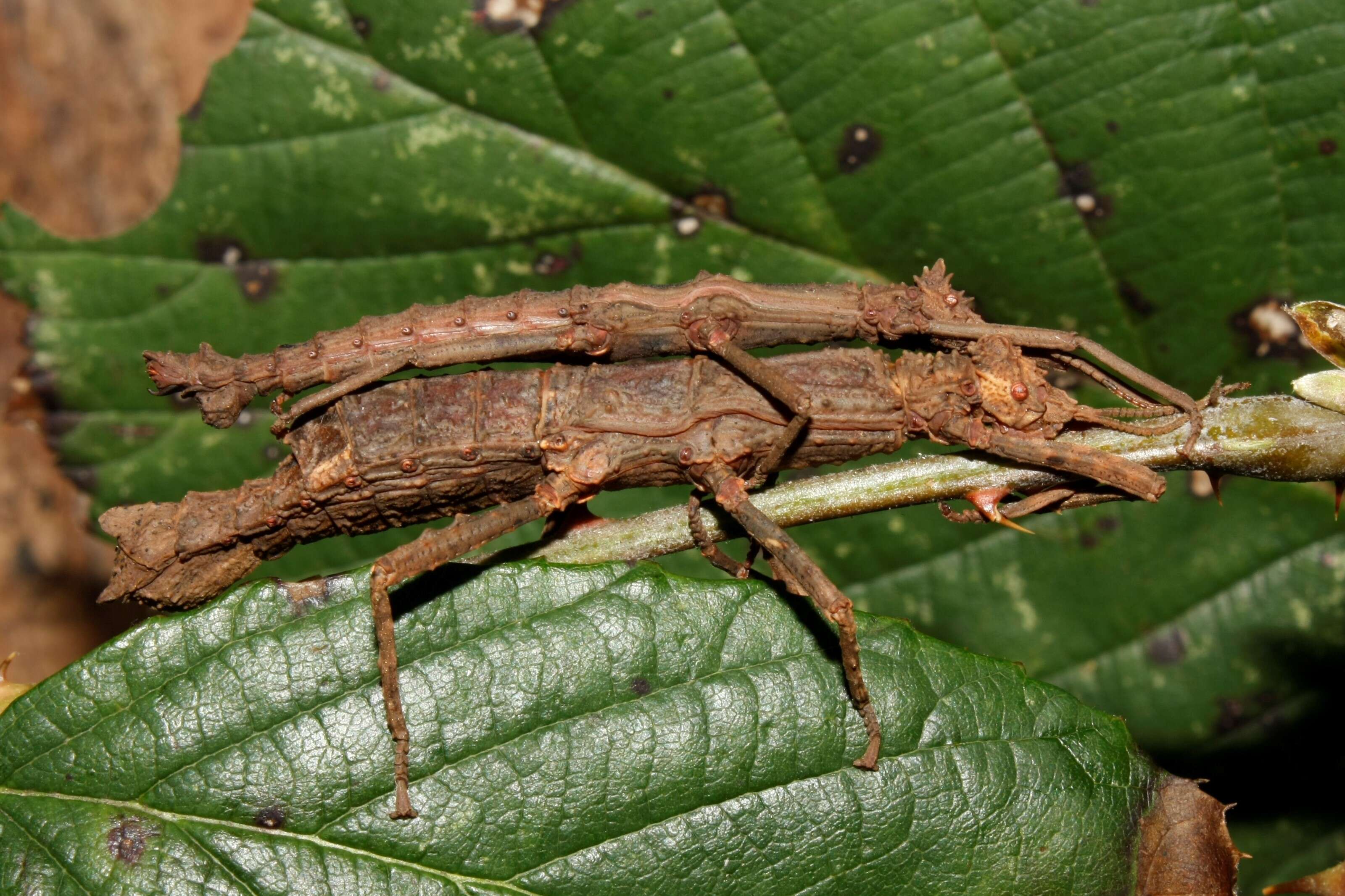 Image of Orestes japonicus (Ho & G. W. C. 2016)