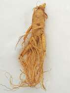 Image of Chinese ginseng