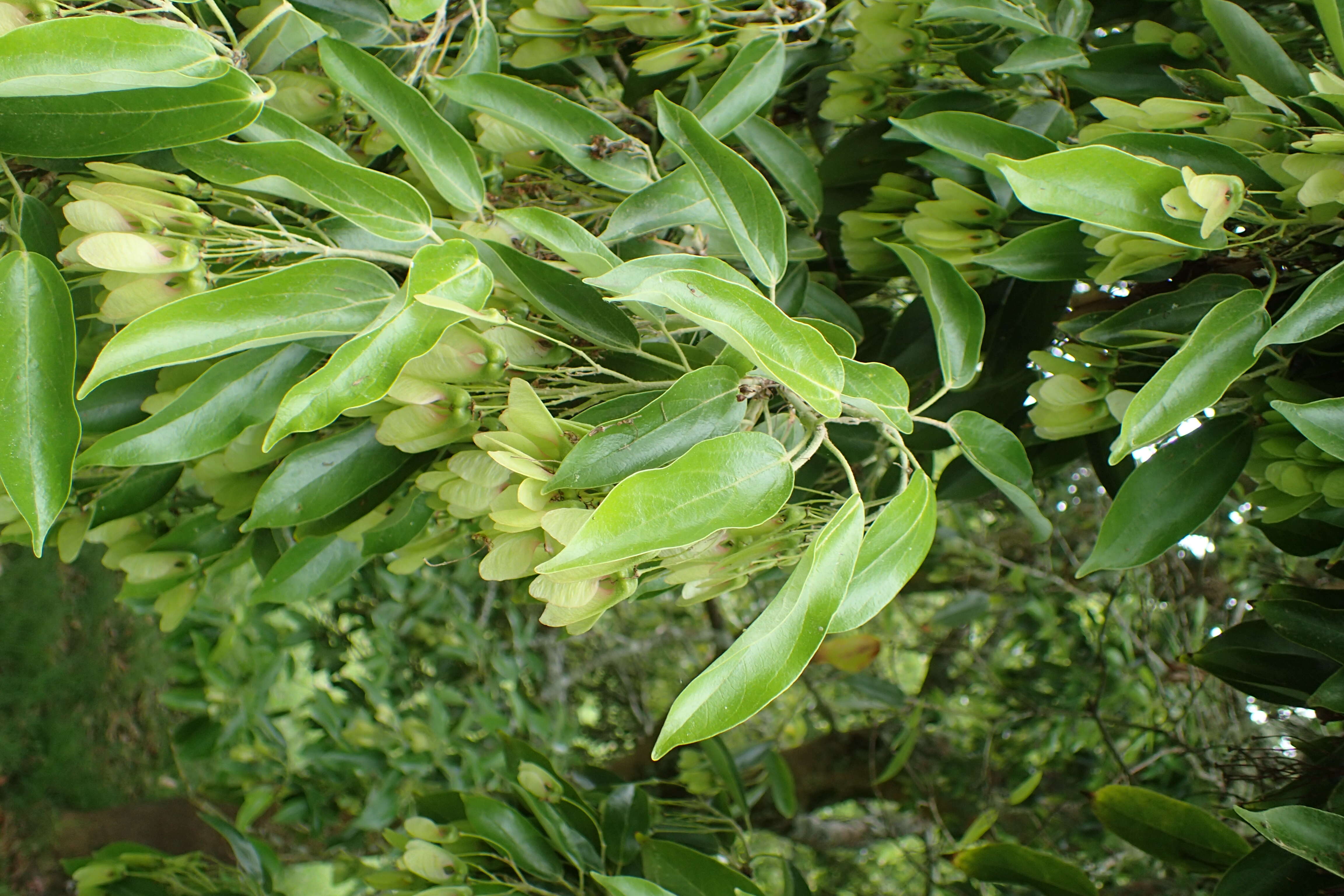 Plancia ëd Acer coriaceifolium Leveille