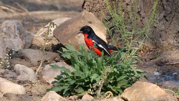 Laniarius atrococcineus (Burchell 1822) resmi