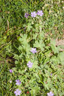 Image of hedgerow geranium