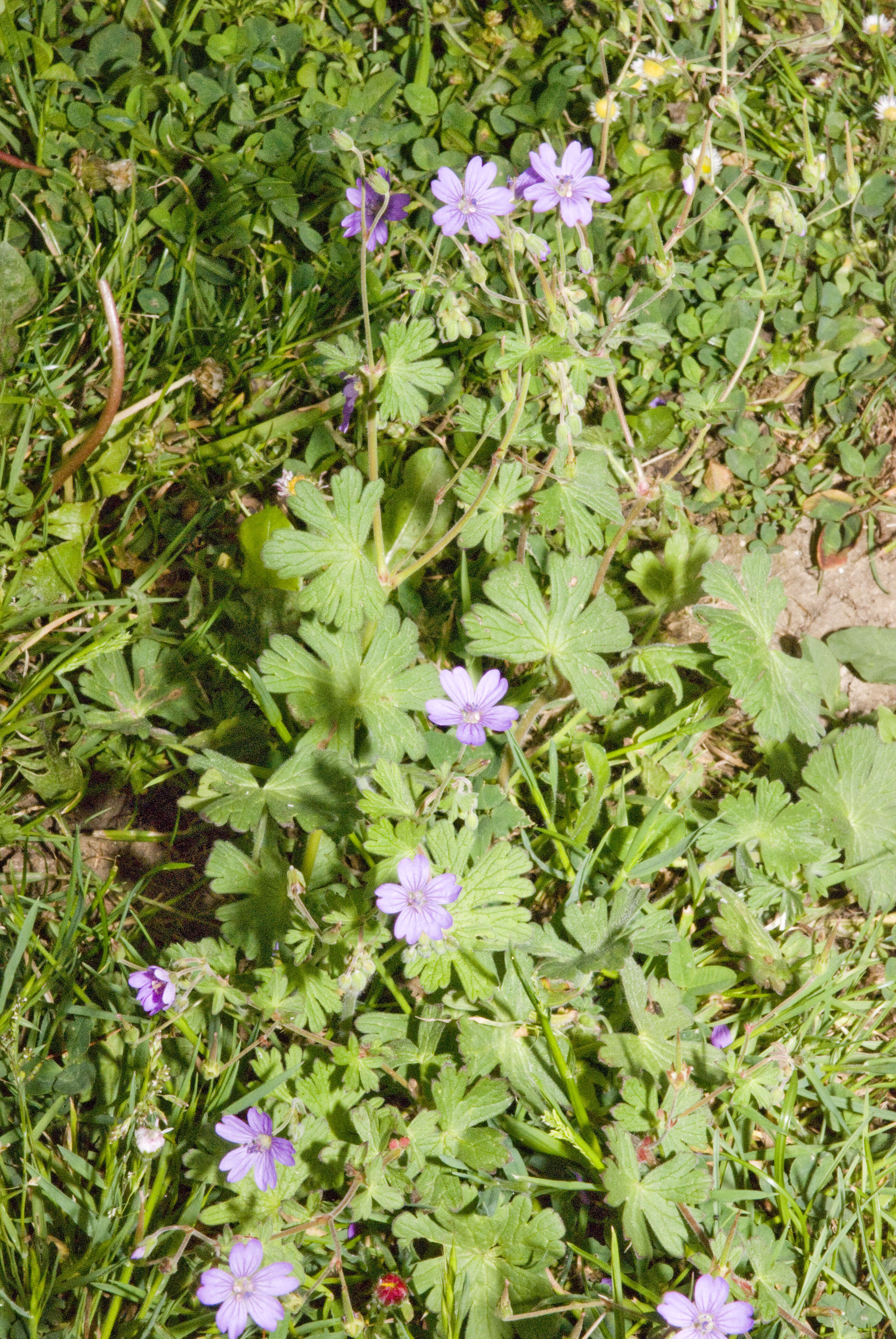 Image of hedgerow geranium