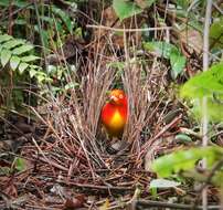 Image of Flame Bowerbird