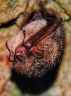 Image of Ussuri Tube-nosed Bat