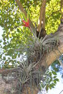 Image of Airplants