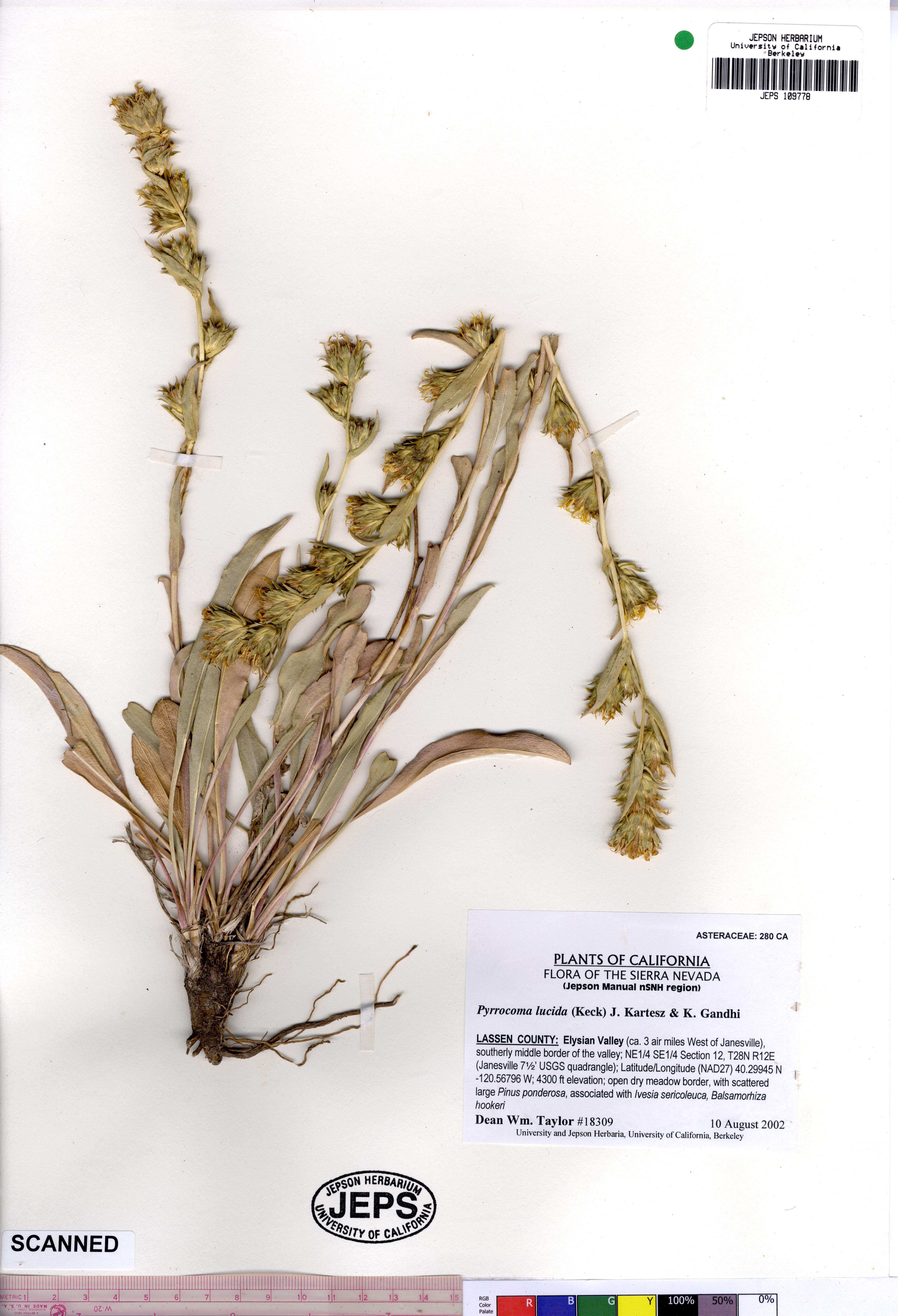 Image of sticky goldenweed