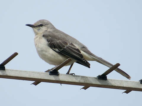 Image of Northern Mockingbird