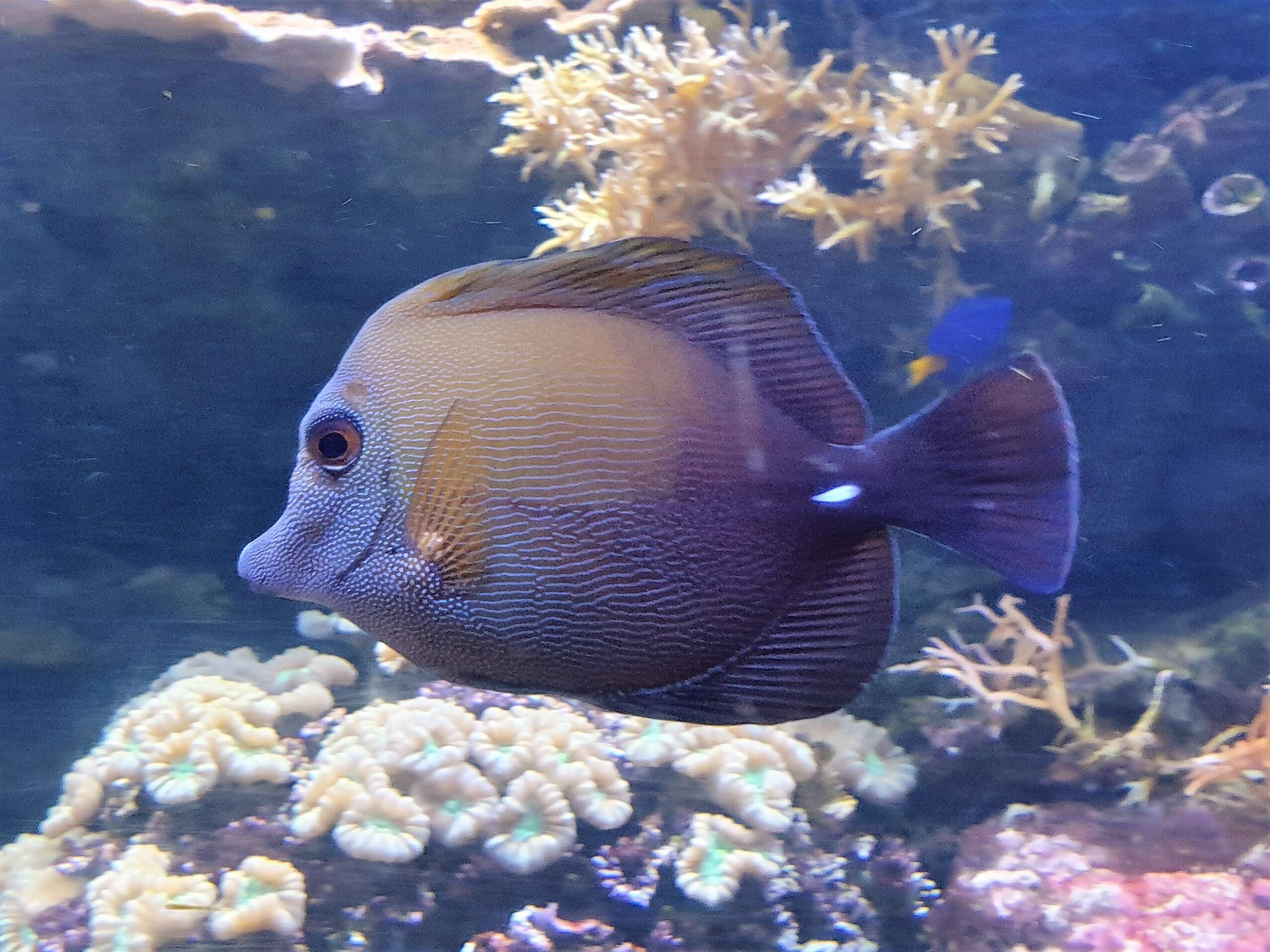 Image of Bristletoothed Surgeonfish