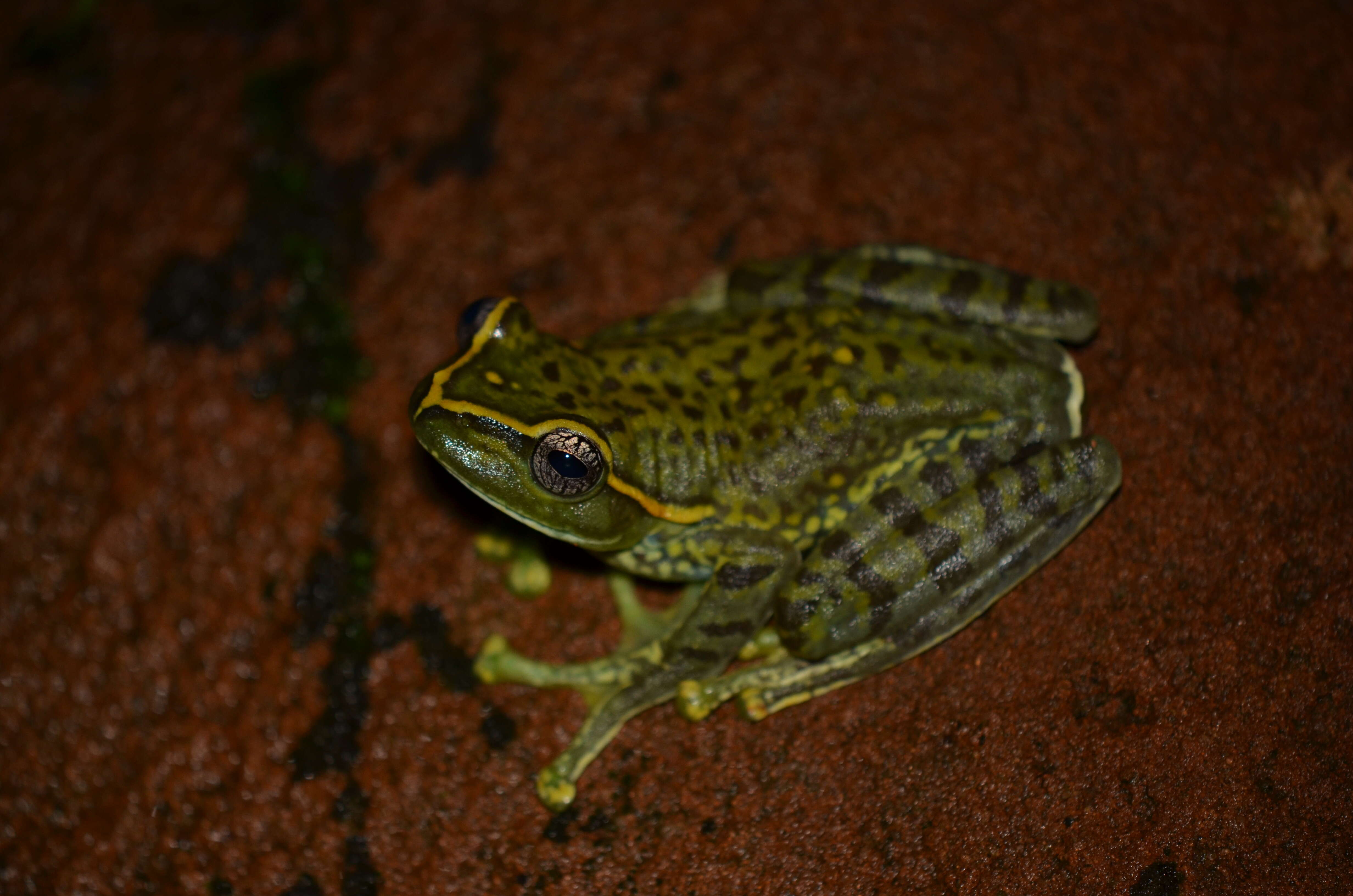 Image of Ghatixalus Biju, Roelants & Bossuyt 2008