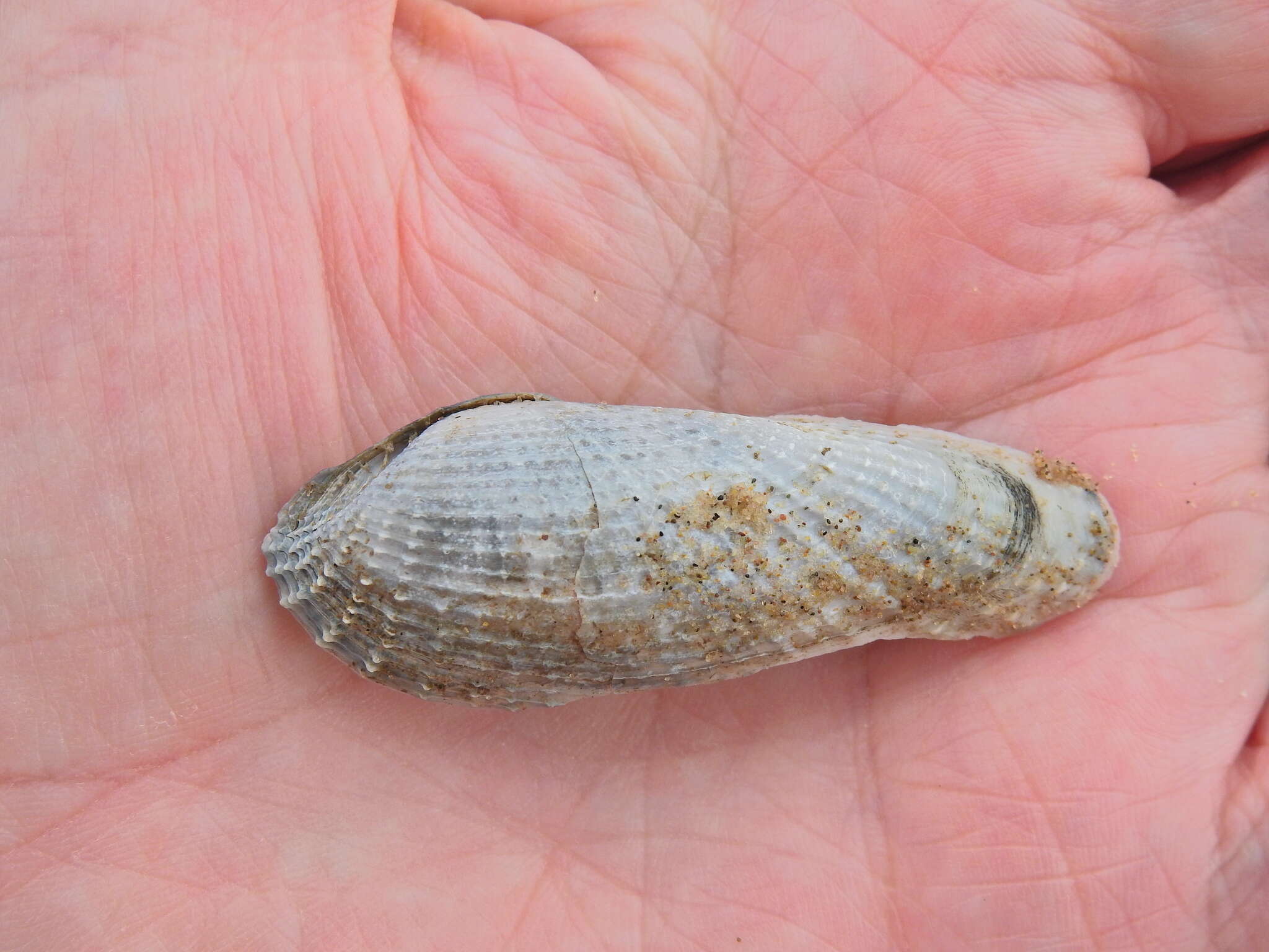 Image of white piddock