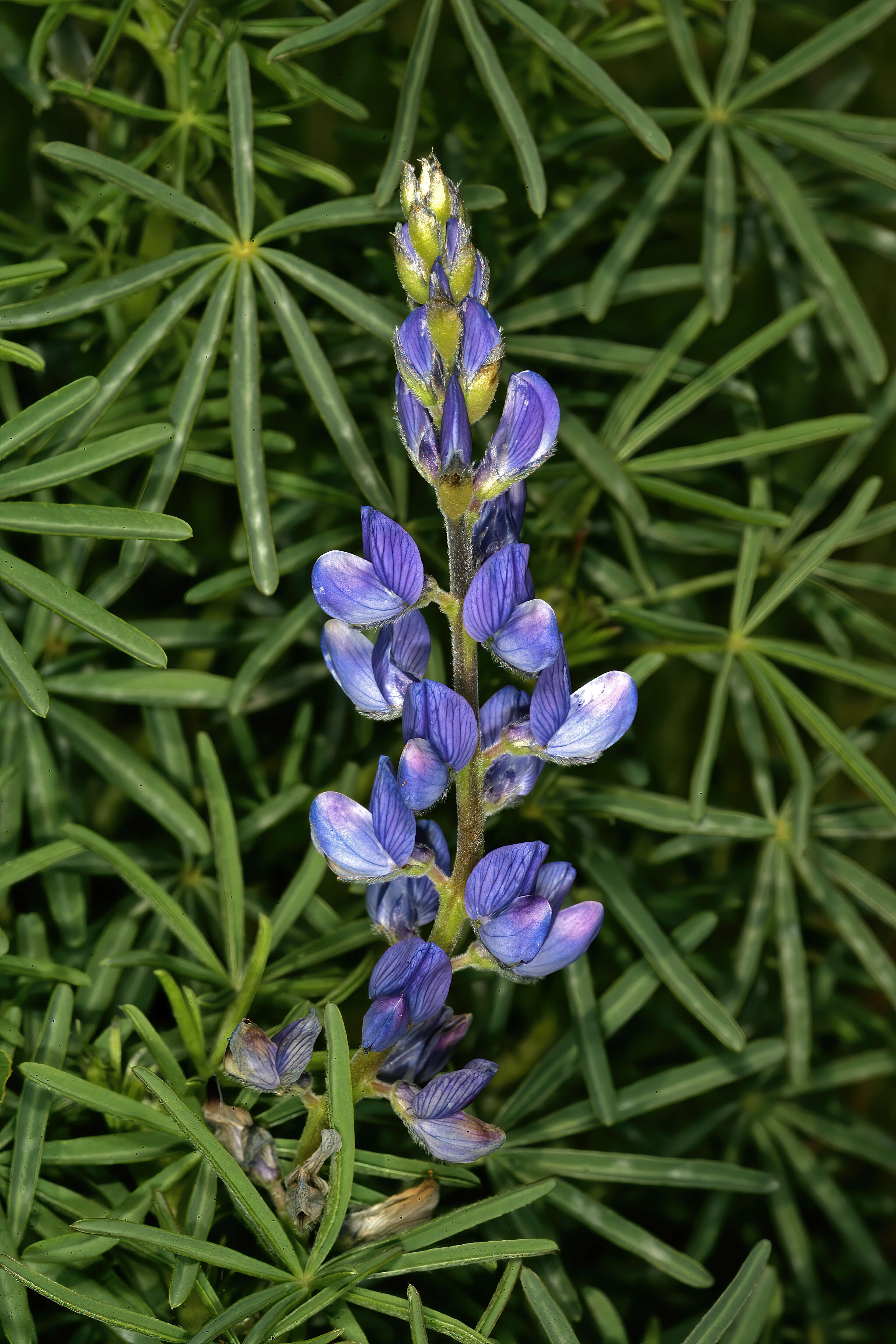 Image of narrowleaf lupine