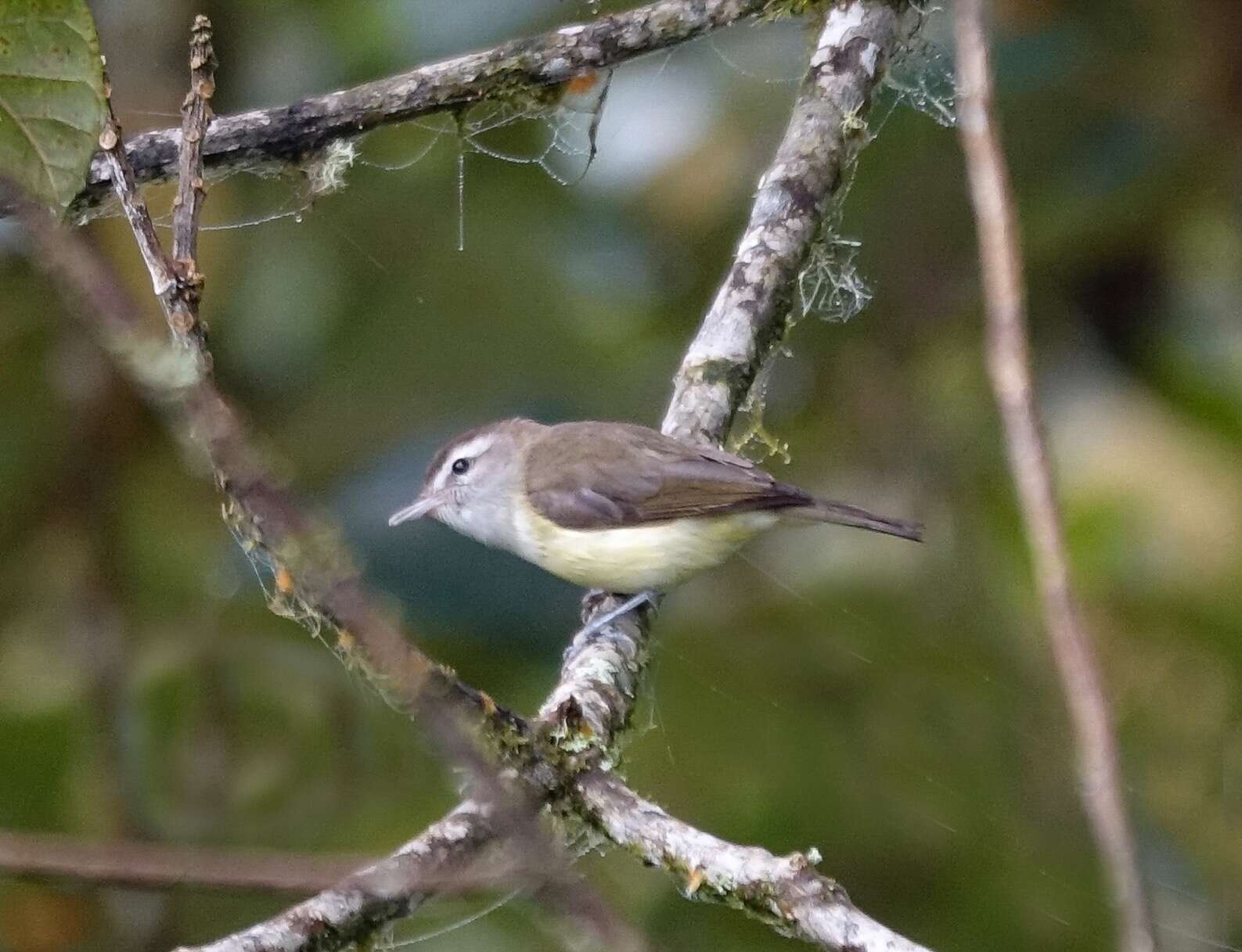 Image of Brown-capped Vireo