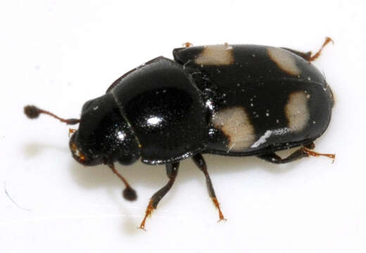 Image of Four-spotted Sap Beetle