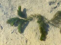 Image of Soft Hornwort