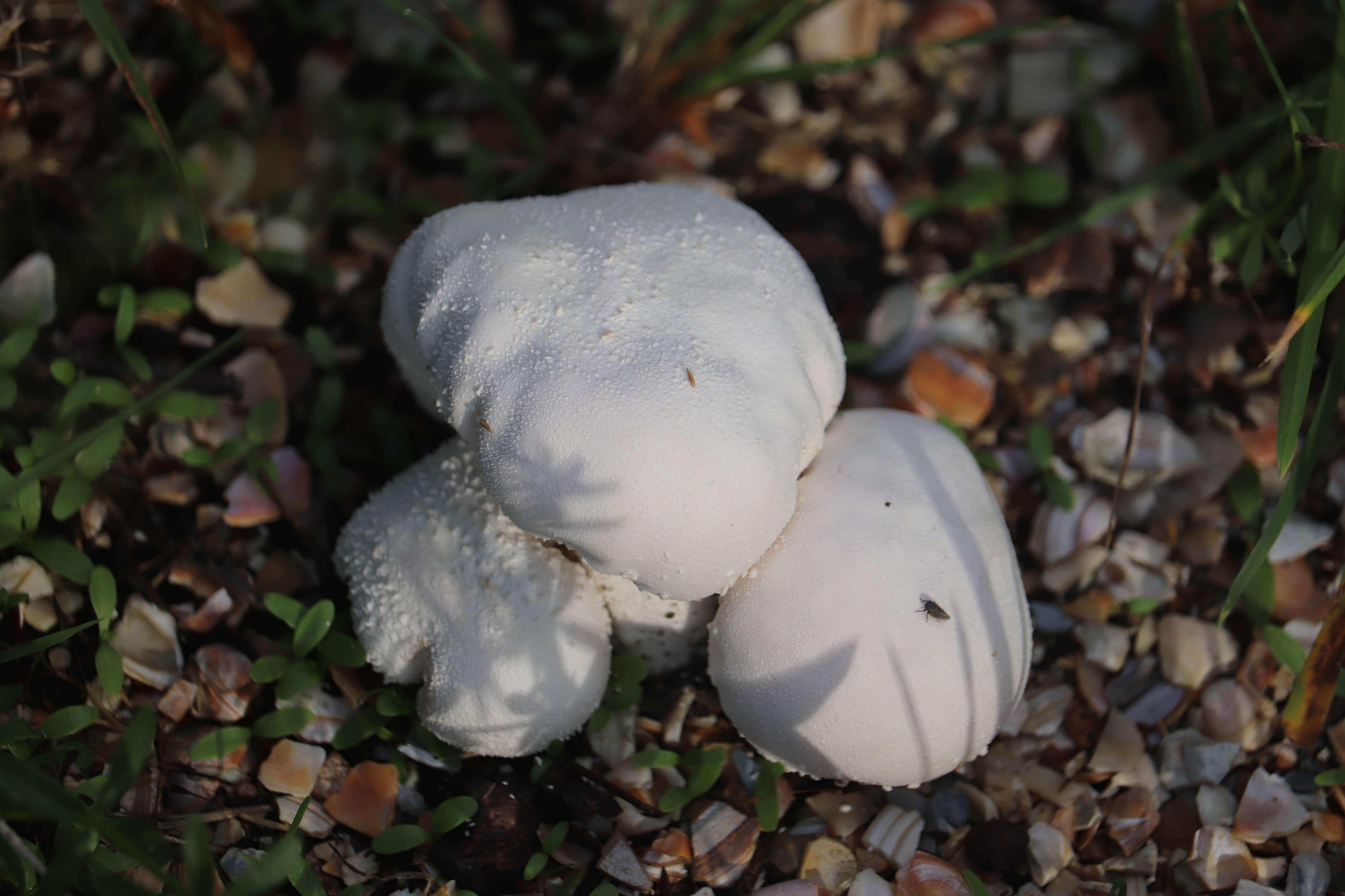 Imagem de Lycoperdon perlatum Pers. 1796