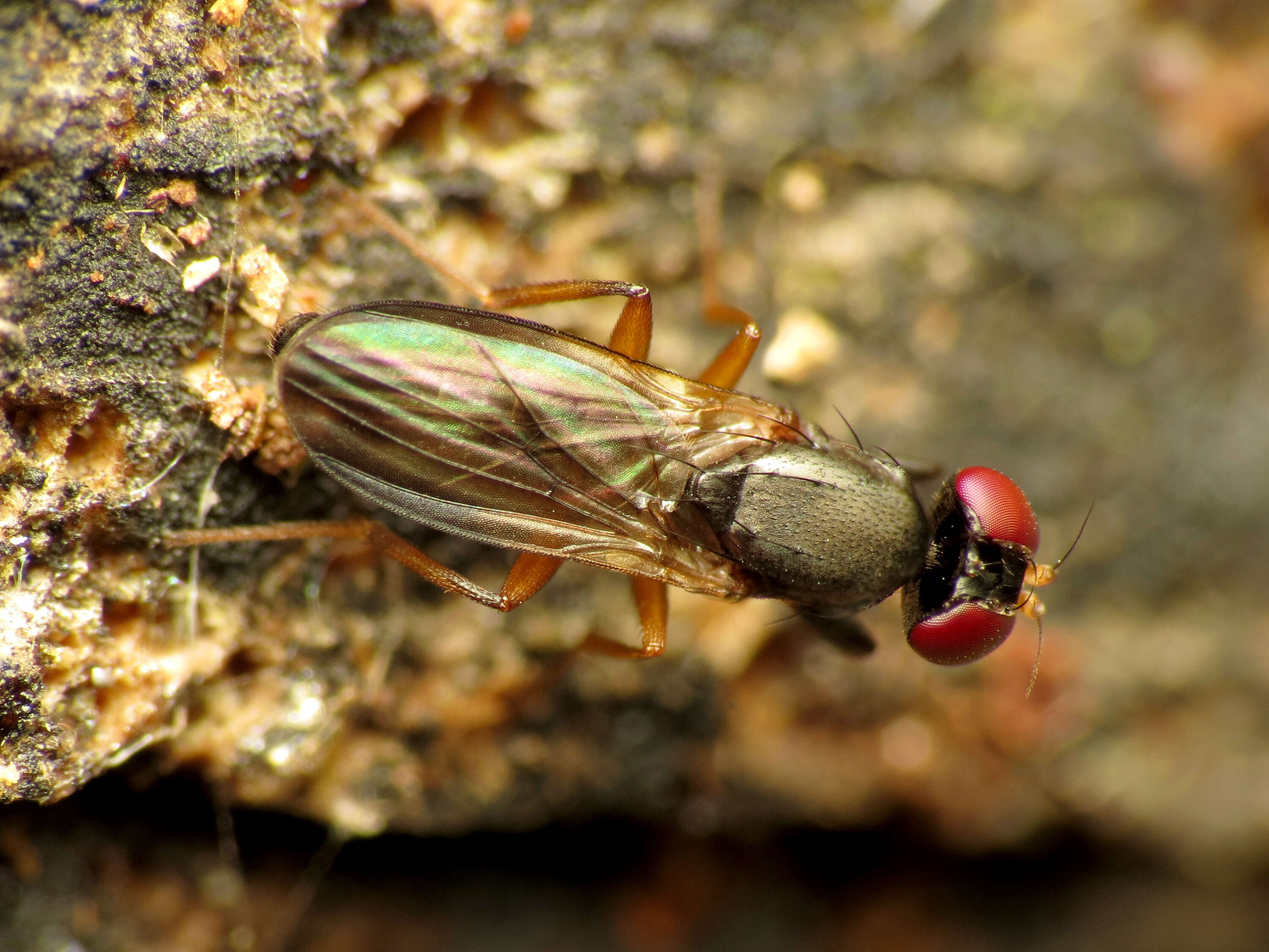 Heteromeringia nitida Johnson 1913 resmi