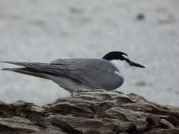 Image of Gray-backed Tern