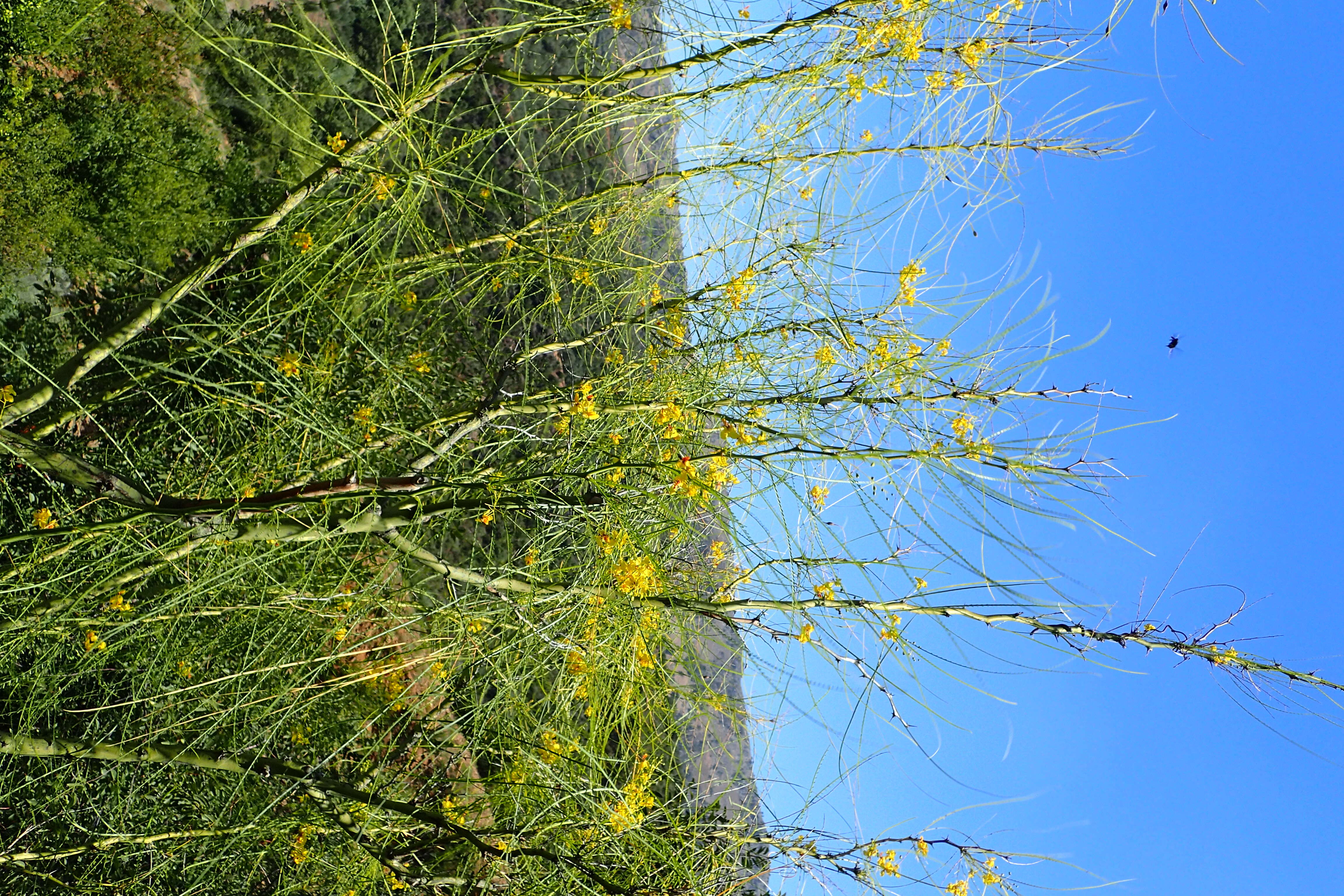 Image of Jerusalem thorn