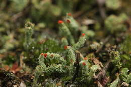 صورة Cladonia bellidiflora (Ach.) Schaer.