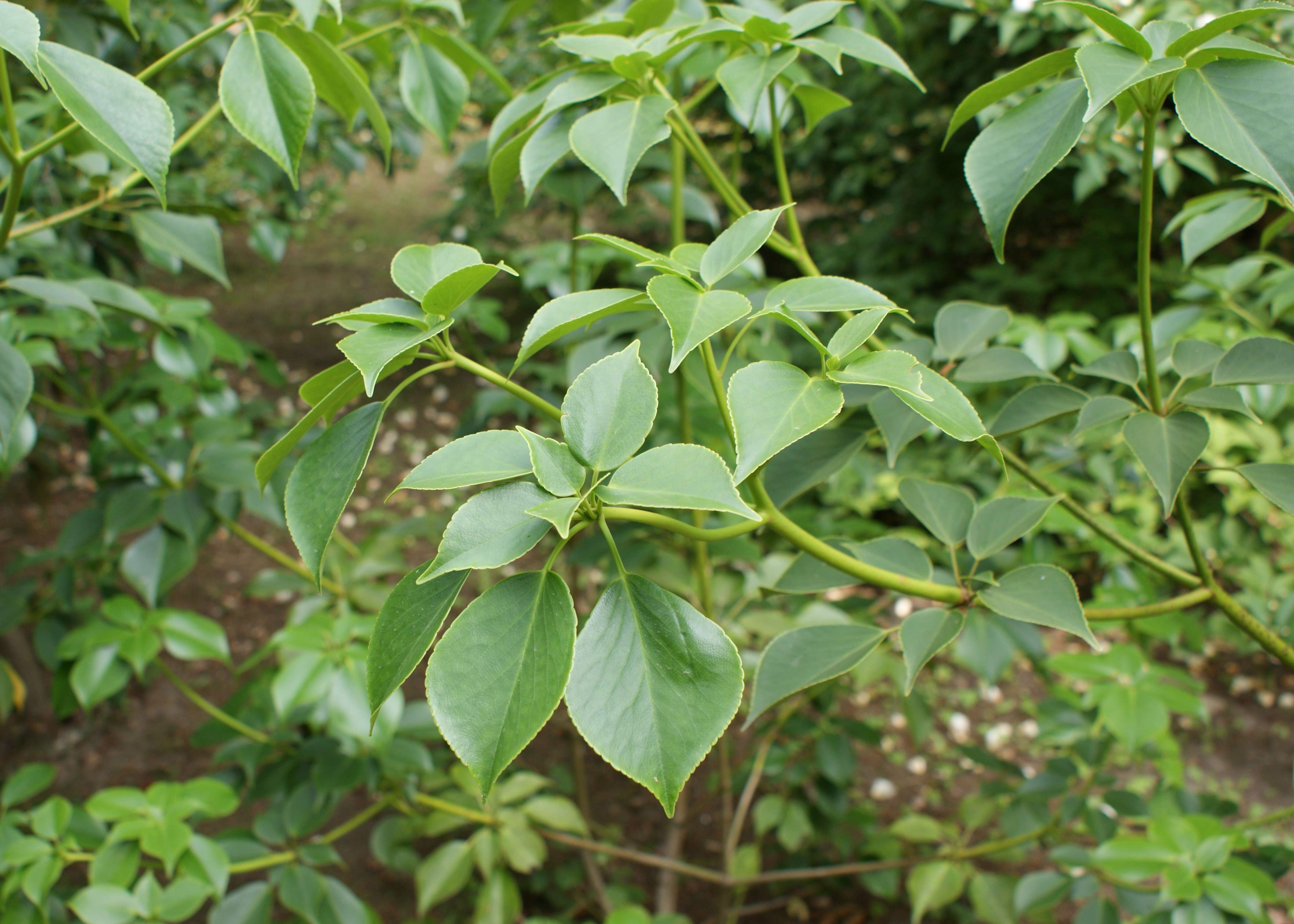 Image of Trochodendron