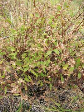 Image of spreading snakeroot