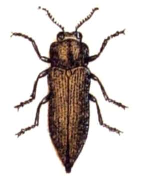 Image of Sphenoptera rauca (Fabricius 1787)