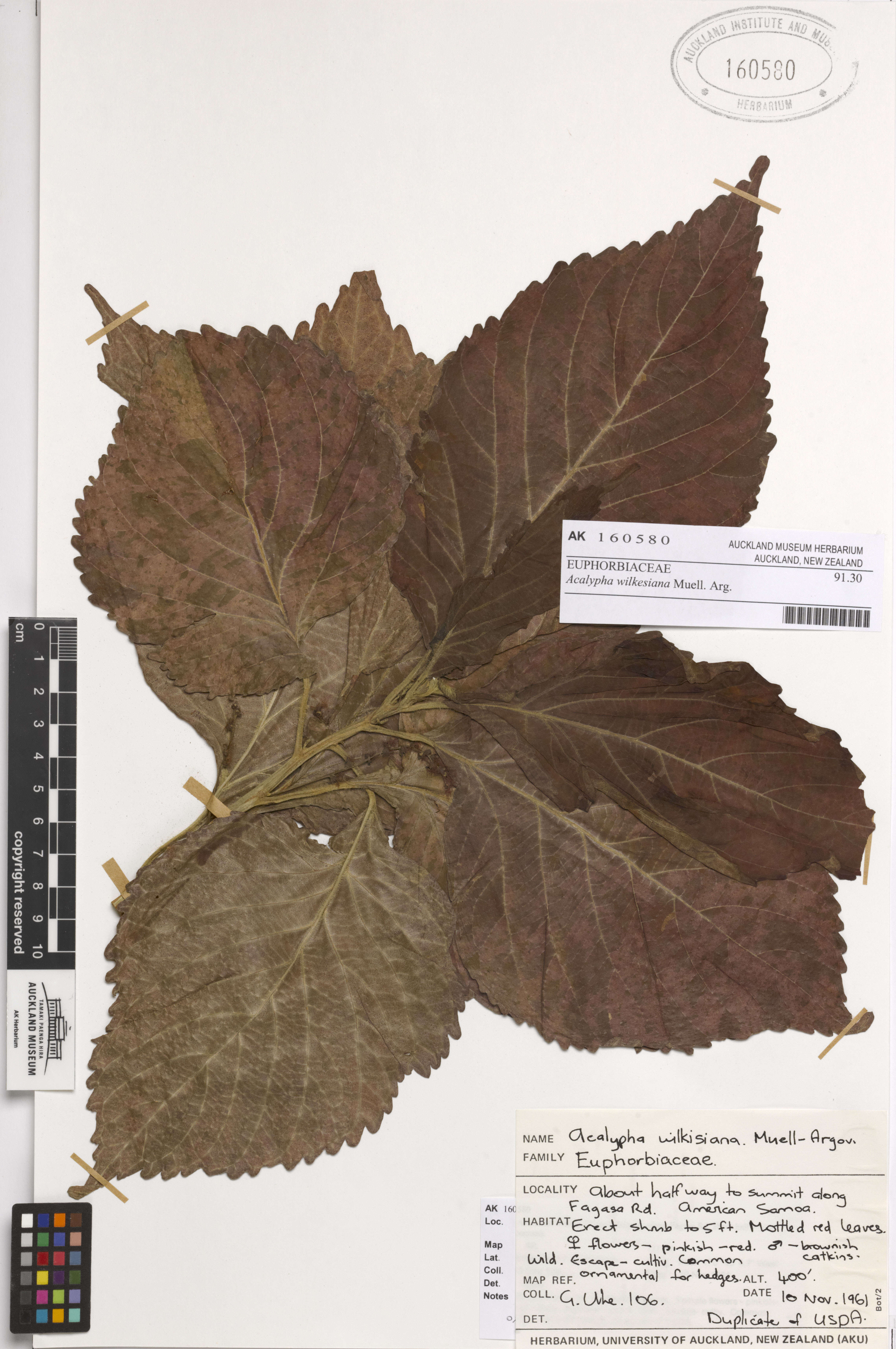 Image de Acalypha wilkesiana Müll. Arg.