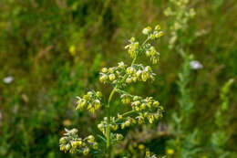 Image of Thalictrum simplex L.