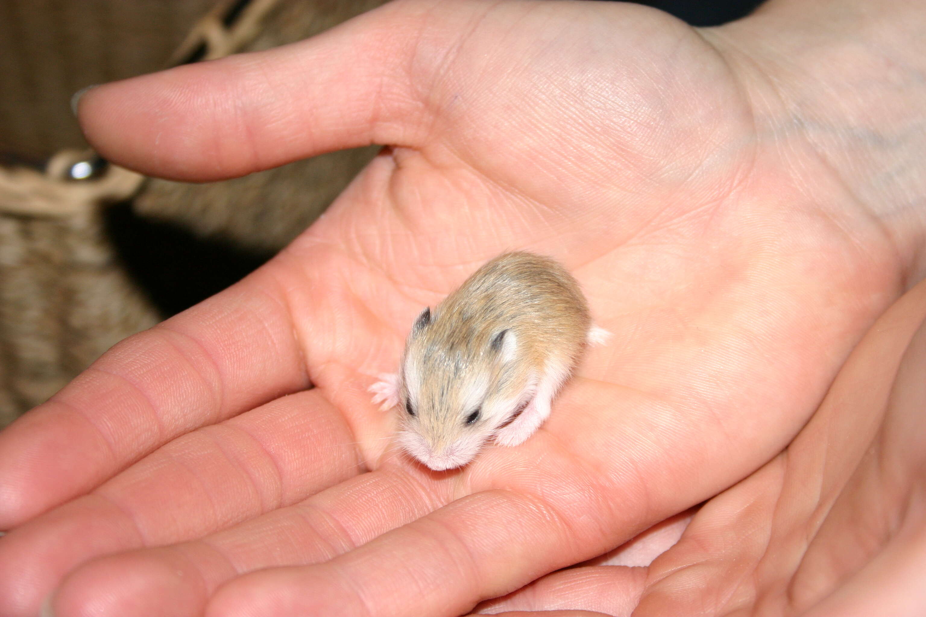 Image of Dzhungarian Hamster