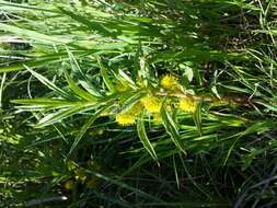 Image of Tufted Loosestrife