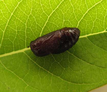 Image of Milkweed Tussock Moth