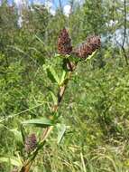 Image of Red Trefoil