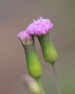 Image of lilac tasselflower