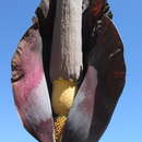 Image of Amorphophallus maximus (Engl.) N. E. Br.