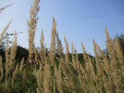 Imagem de Calamagrostis epigejos (L.) Roth