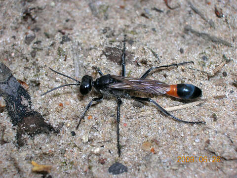 Image of Ammophila sabulosa (Linnaeus 1758)