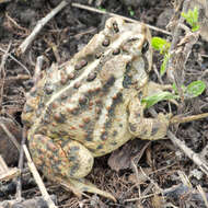 Image de Anaxyrus americanus (Holbrook 1836)