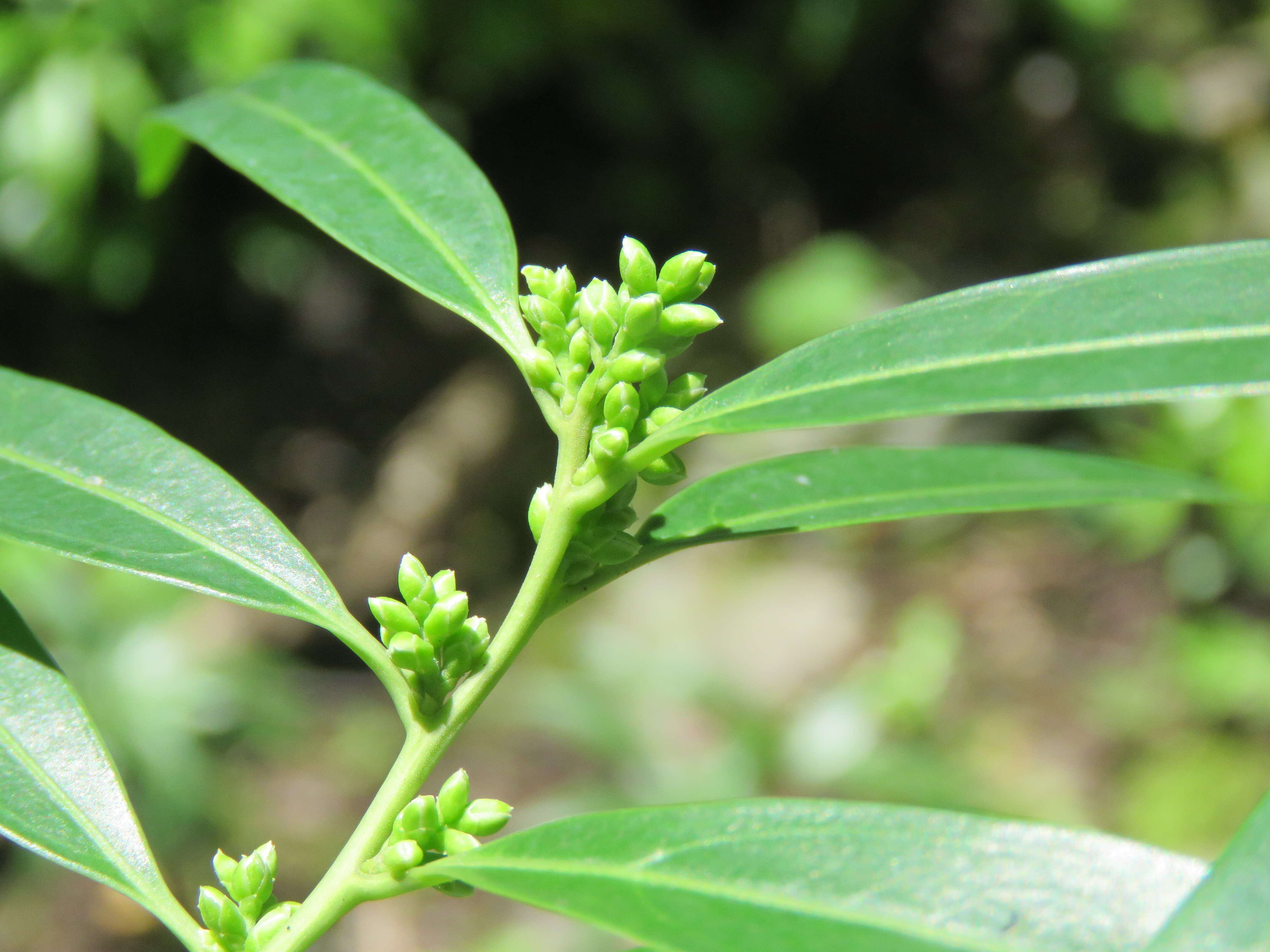 Image of Sarcococca saligna (D. Don) Müll. Arg.