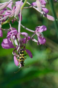 Image of Leptura quadrifasciata Linné 1758