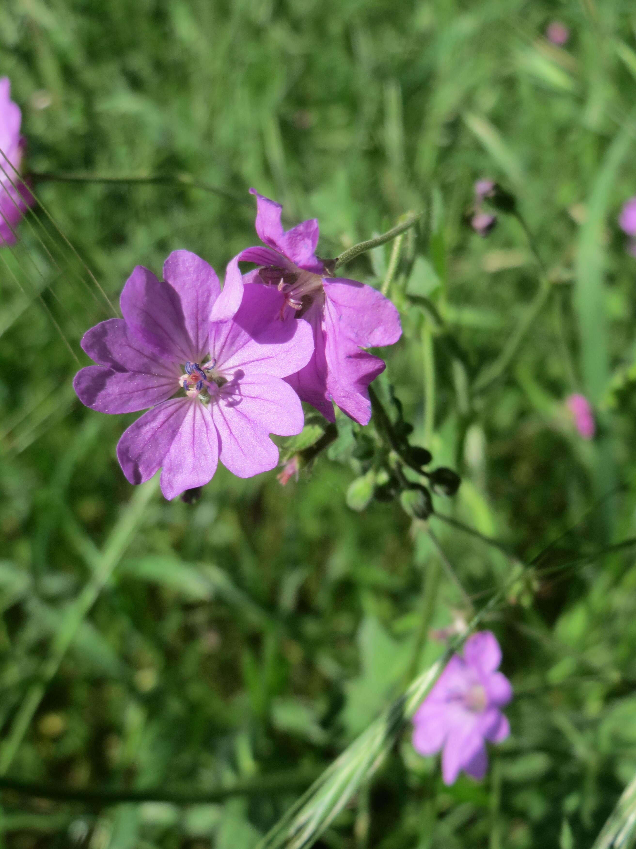 Image of hedgerow geranium