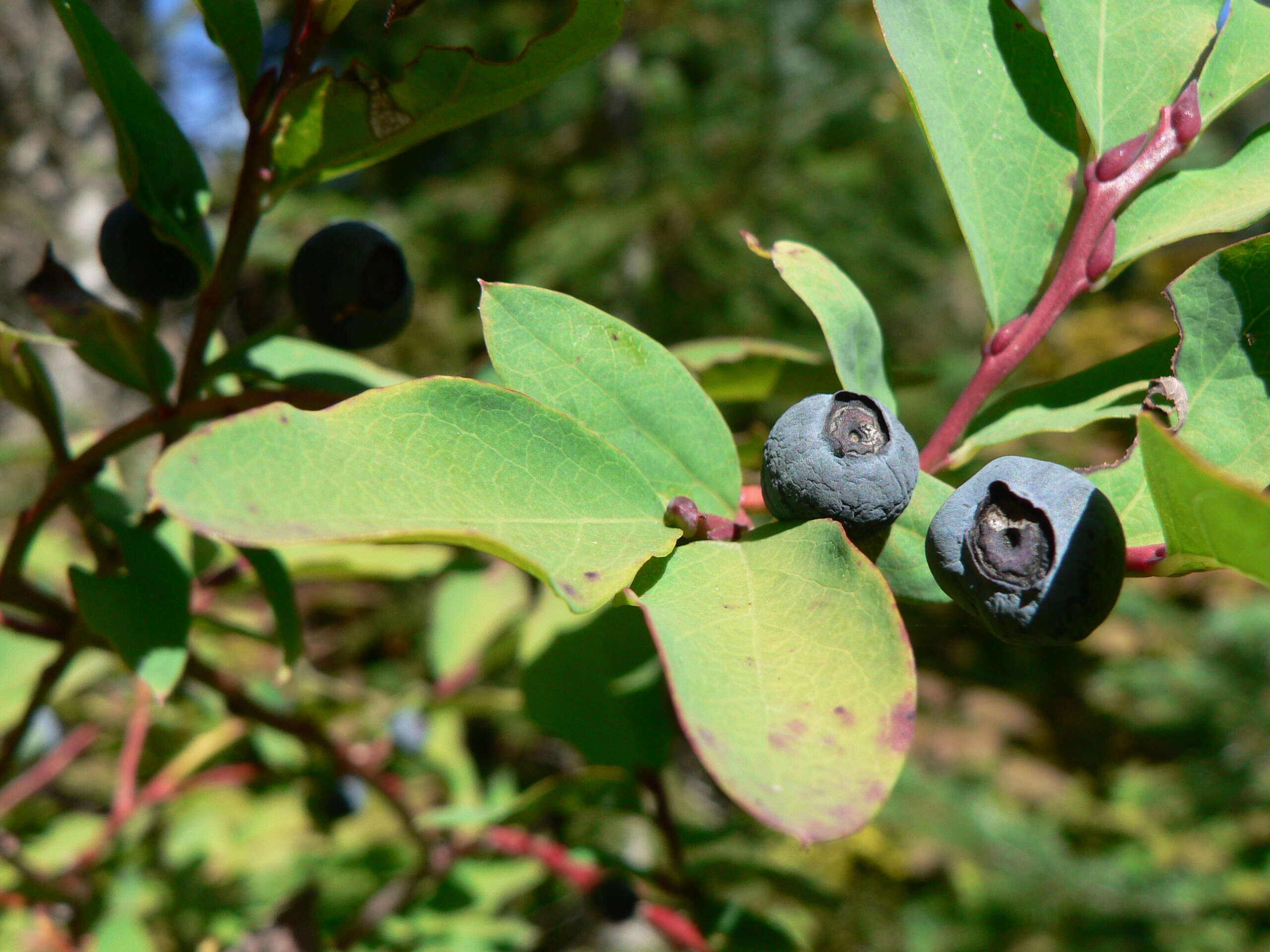 Image de Vaccinium ovalifolium Sm.