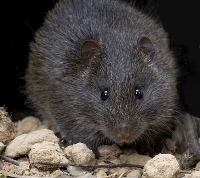 Image of Australian Swamp Rat